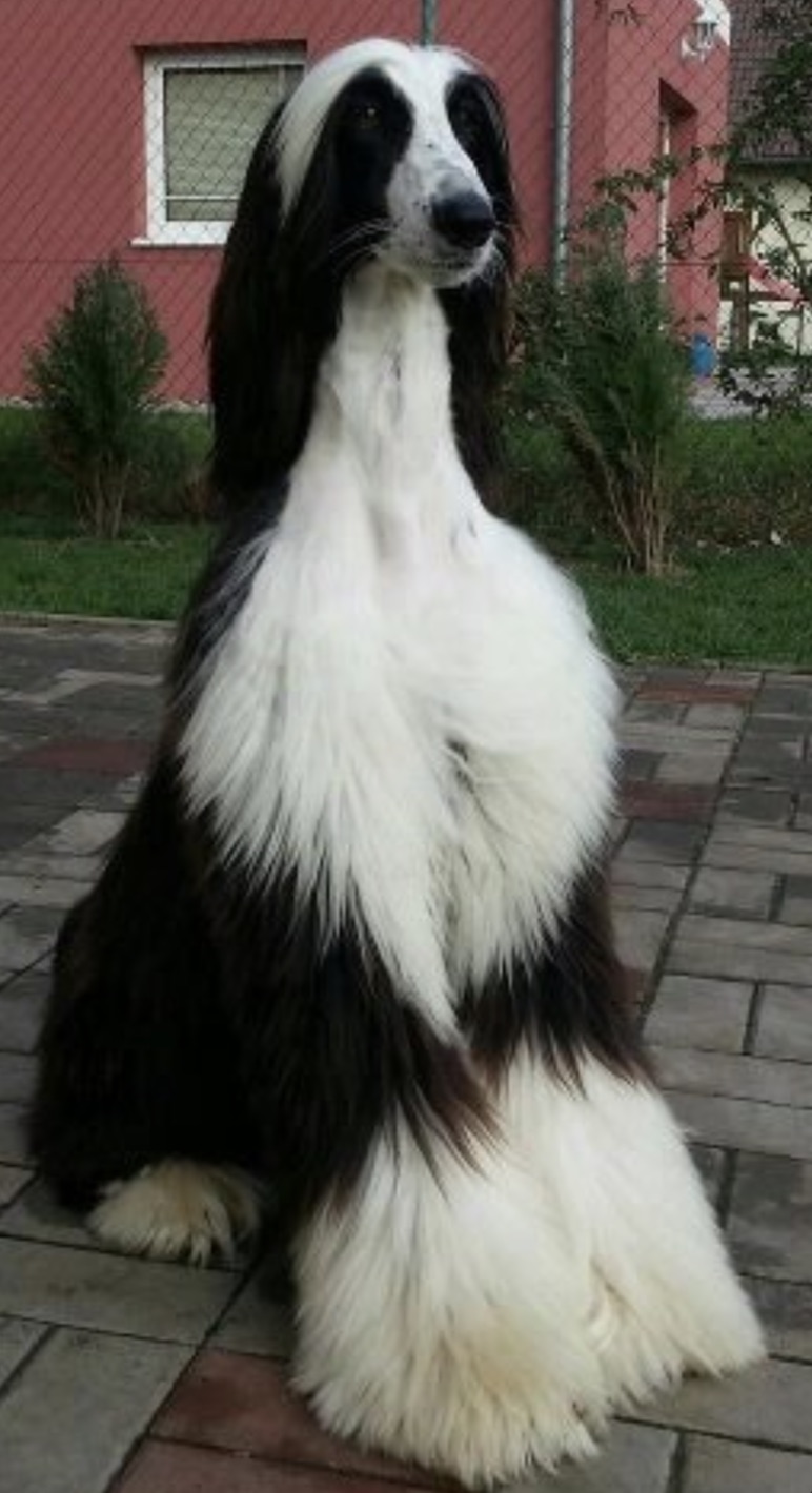 black and white afghan hound